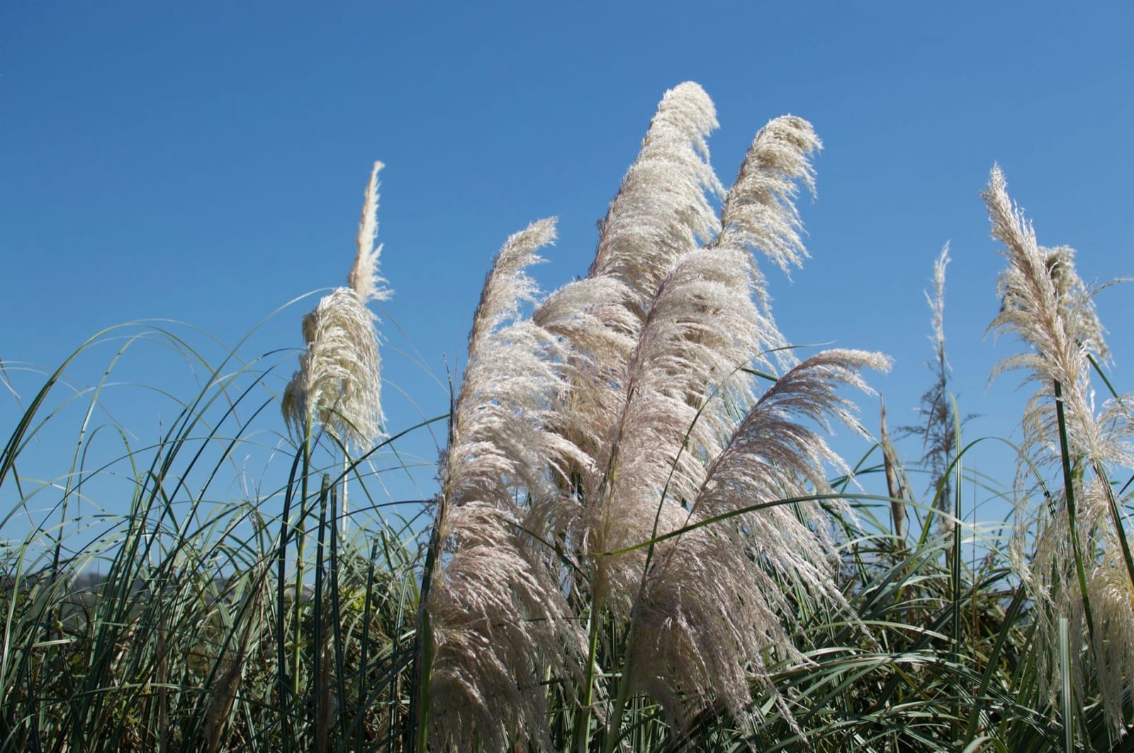 Pampas grass in plume against a clear sky, grown in Crete for manfler's weddings and events