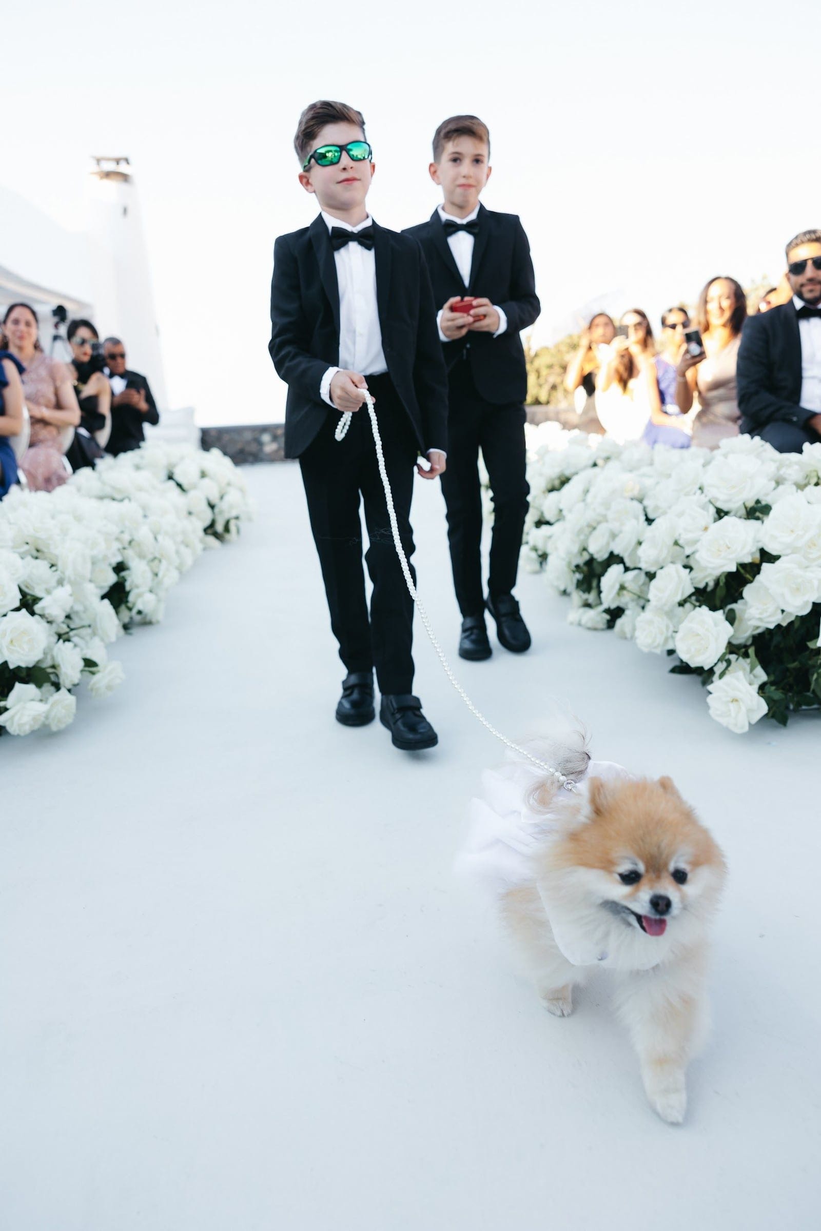 A fluffy orange-and-cream Pomeranian trots down a white-carpeted aisle at Aenaon Villas in Santorini, Greece, wearing a white tulle ruffle and a pearl leash held by a boy in a black tuxedo and mirrored green sunglasses. A second boy in matching black formal wear walks behind him, and white roses in full bloom line both sides of the aisle, marking the wedding ceremony of Armita and Azad. Guests seated on the right smile and lift their phones to capture the moment under a bright, cloudless sky.