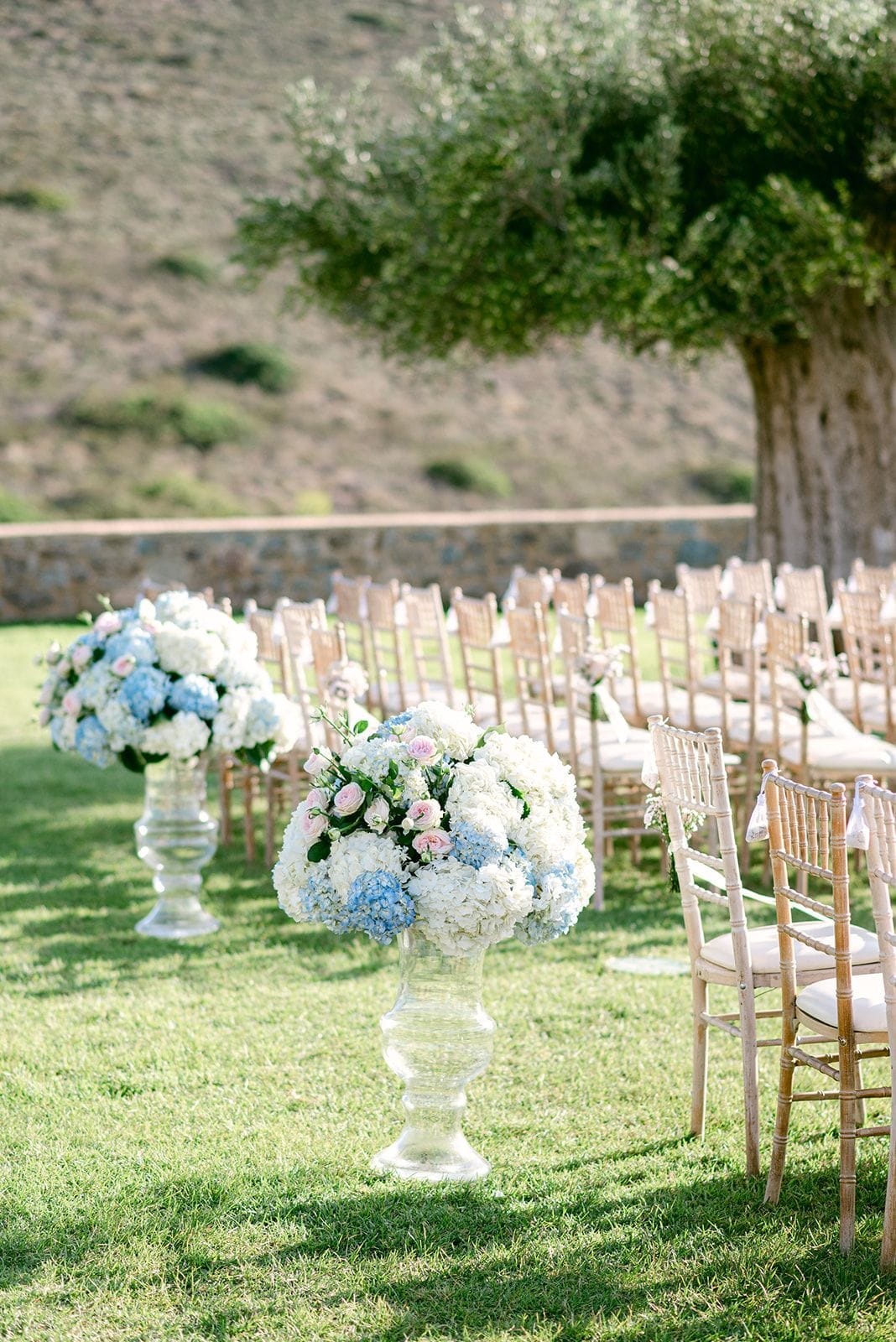 Tall glass urns overflowing with white and pale blue hydrangeas, dotted with small pink garden roses, stand on the grass beside a ceremony aisle lined with pale wooden Chiavari chairs tied with white ribbon. Under the shade of a large, gnarled olive tree at Κτήμα Χατζή in Kerateas, Athens, Greece, these wedding aisle flowers are arranged in soft, airy clusters. The warm, golden light and the dry hillside behind the stone wall give the scene a calm, sunlit feeling.