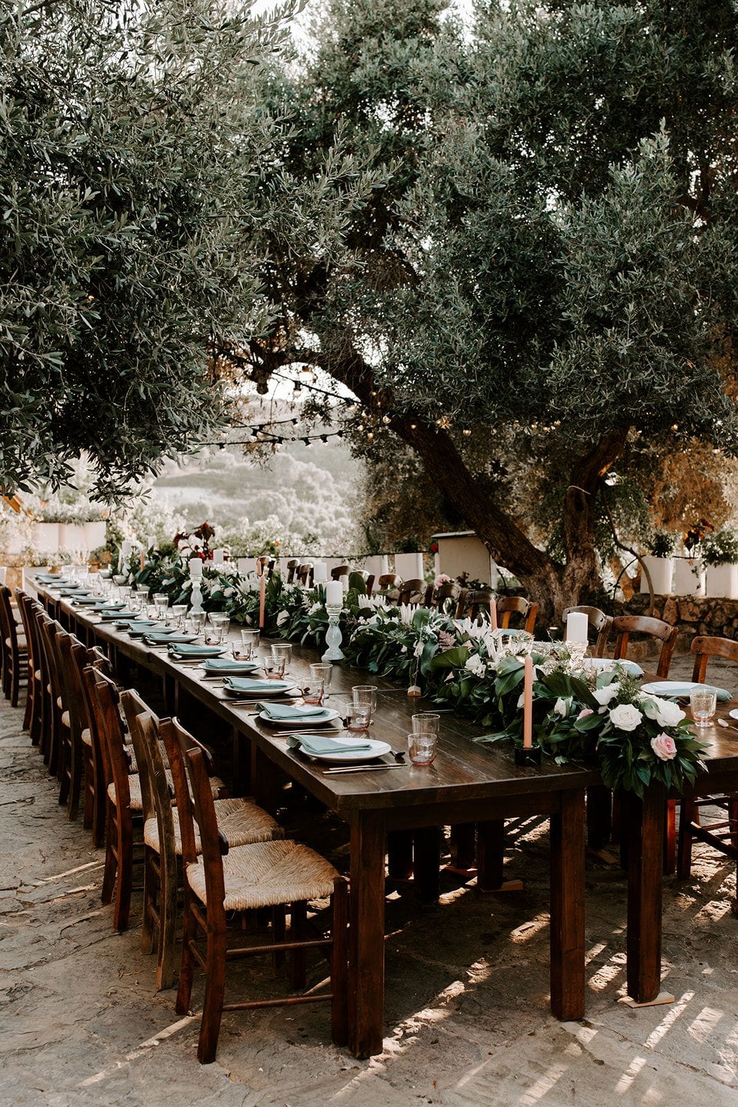 A long rustic wooden banquet table stretches diagonally across a stone terrace beneath a large gnarled olive tree, set for a wedding dinner in Greece. Down its centre runs a lush garland of greenery studded with white protea, white roses and blush roses, with tall pale pink candles and white pillar candles rising among the blooms. Sage-green napkins sit on white plates beside clear glasses, and rush-seated wooden chairs line both sides, with string lights glowing in the branches above.