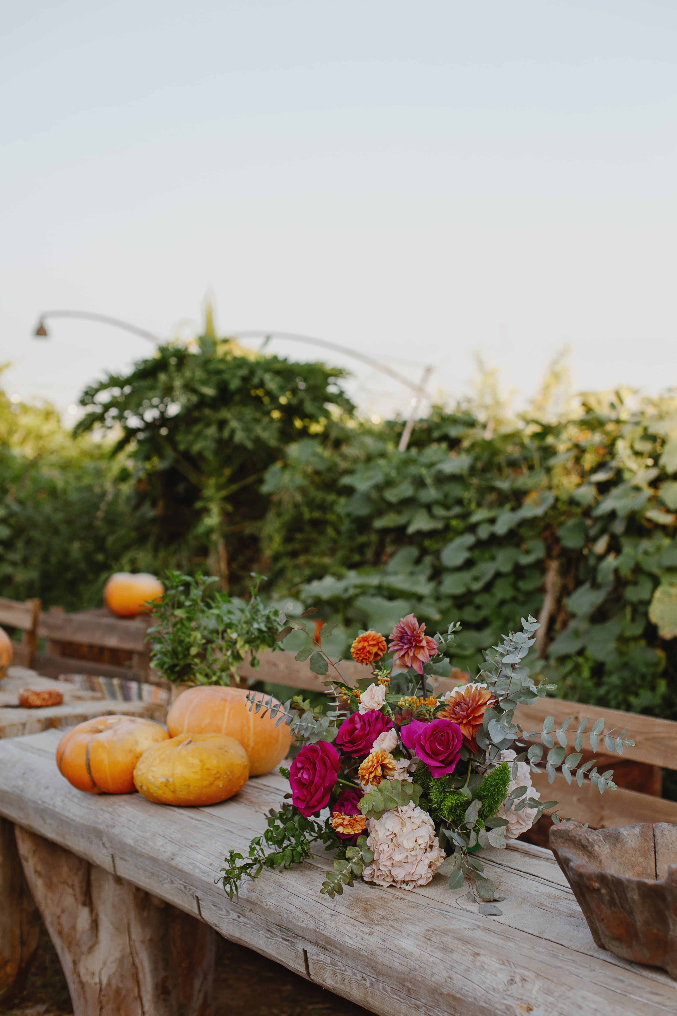 A low, loose bouquet of magenta garden roses, apricot dahlias, pale cream hydrangea and silvery eucalyptus rests on a weathered wooden table, with three orange pumpkins beside it. Behind, dense green vines and foliage fill the garden in soft evening light, giving the arrangement a warm, rustic feel. These are wedding flowers in Greece, styled as a table centrepiece for a relaxed harvest-toned celebration.