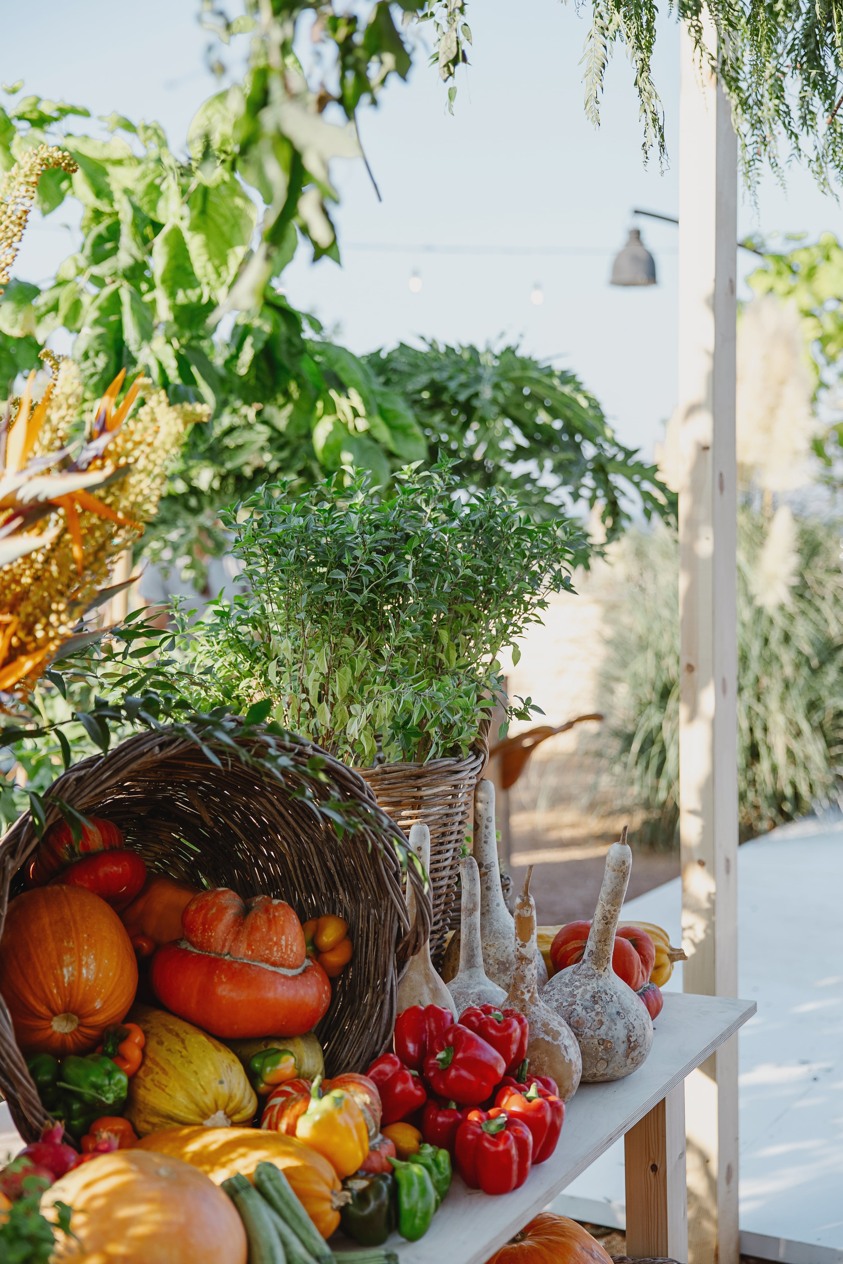 Wicker baskets overflow with orange and red pumpkins, small red peppers and pale speckled gourds set on a light wooden table, with a potted green herb plant rising behind them. At the left, golden plumes and orange bird-of-paradise blooms add height, and feathery pampas grass softens the blurred background. This styling is for a wedding or event table in Greece, with a warm autumn harvest mood in soft natural light.